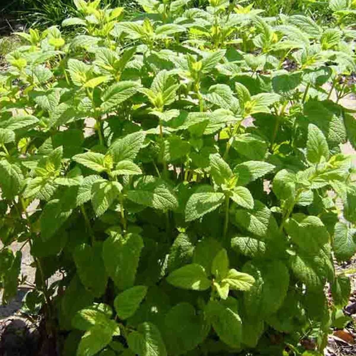 1000 LEMON BALM CITRONELLA PERENNIAL SEEDS MOSQUITO INSECT REPELLENT NON-GMO US