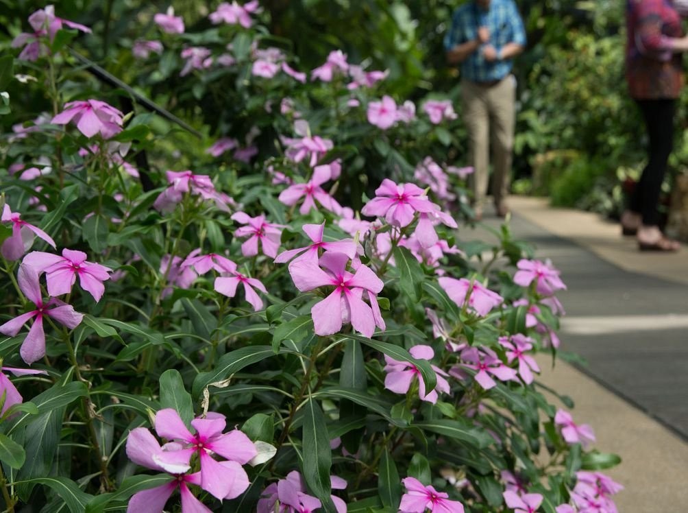 Seeds4planting – Seeds Periwinkle Madagascar Vinca Rosea Mix Balcony Perennai…