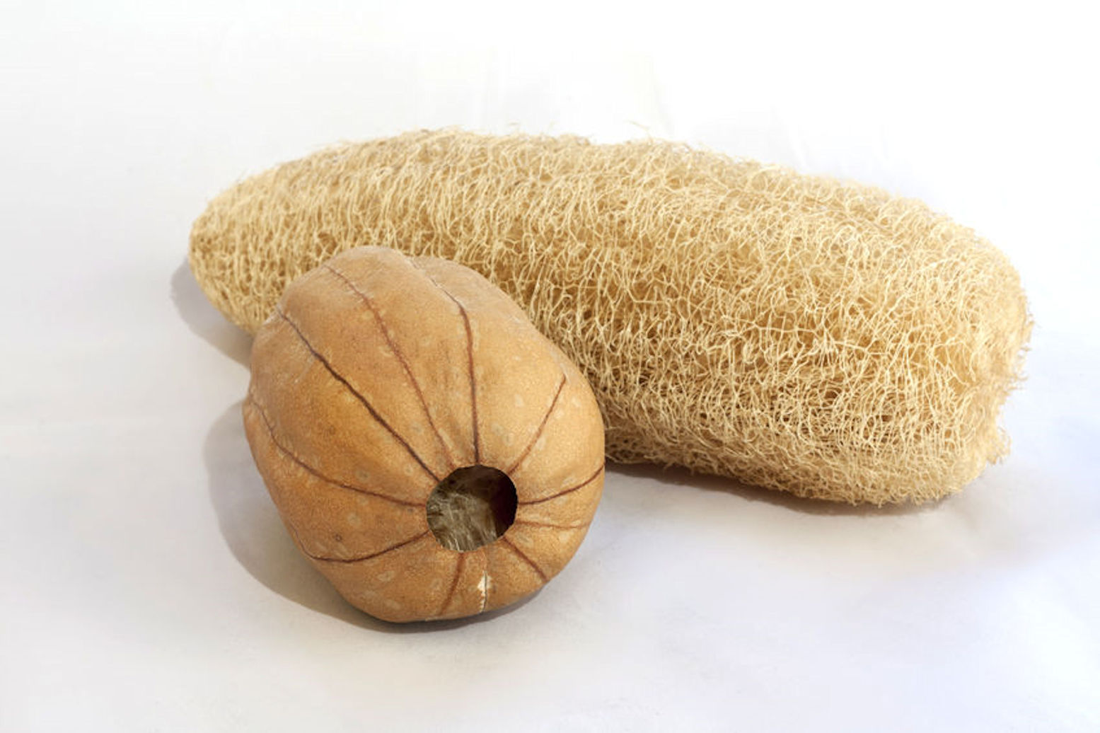 Luffa Cylindrica Vegetable Sponge Seeds Non GMO 12 – 24″ Fruits Dry for Sponge