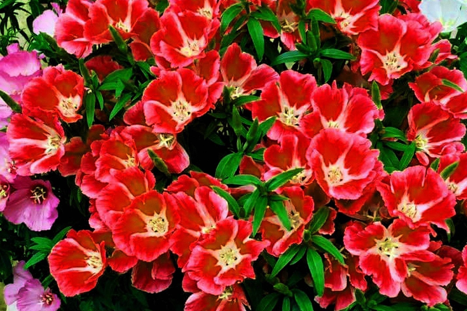 500 DOUBLE DEUCES GODETIA Grandiflora Clarkia Amoena Mixed BiColor Flower Seeds