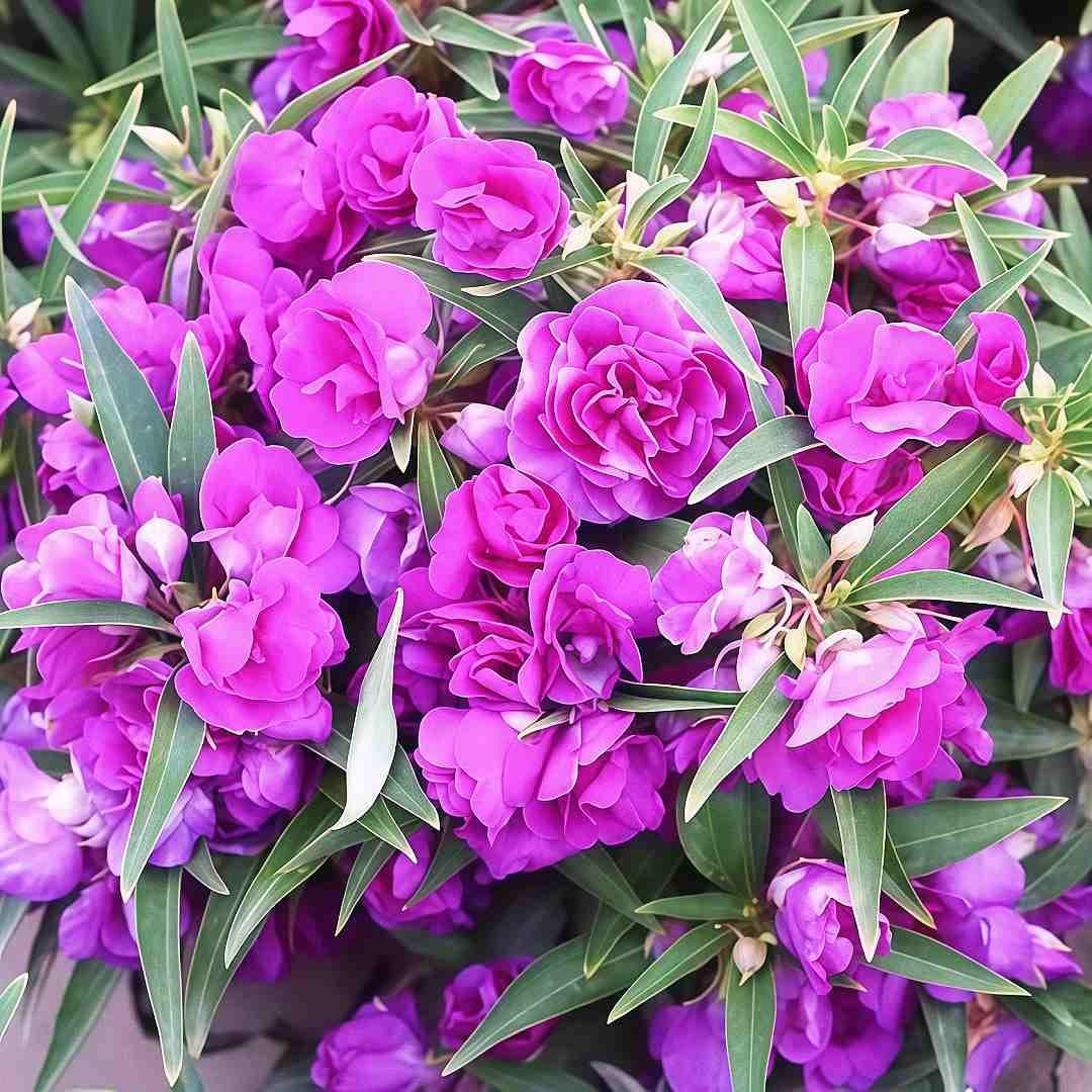 500 PCS Impatiens Flower Seeds (Balsam) – Colorful Annual Flowers for Outdoor…