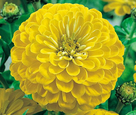 ZINNIA CANARY BIRD Zinnia Elegans – 1,100 Bulk Seeds