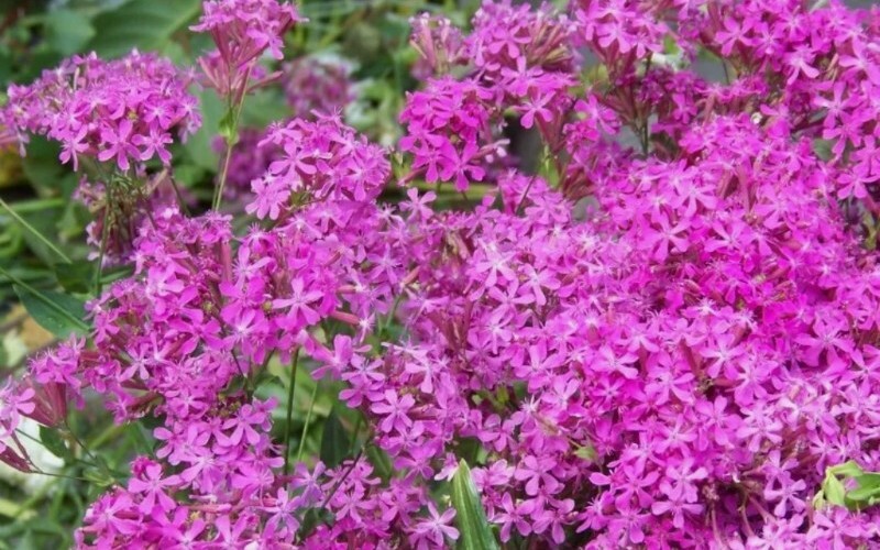 20 catchfly seeds BLOOMS IN 6 WEEKS, pink flowers USA Seller