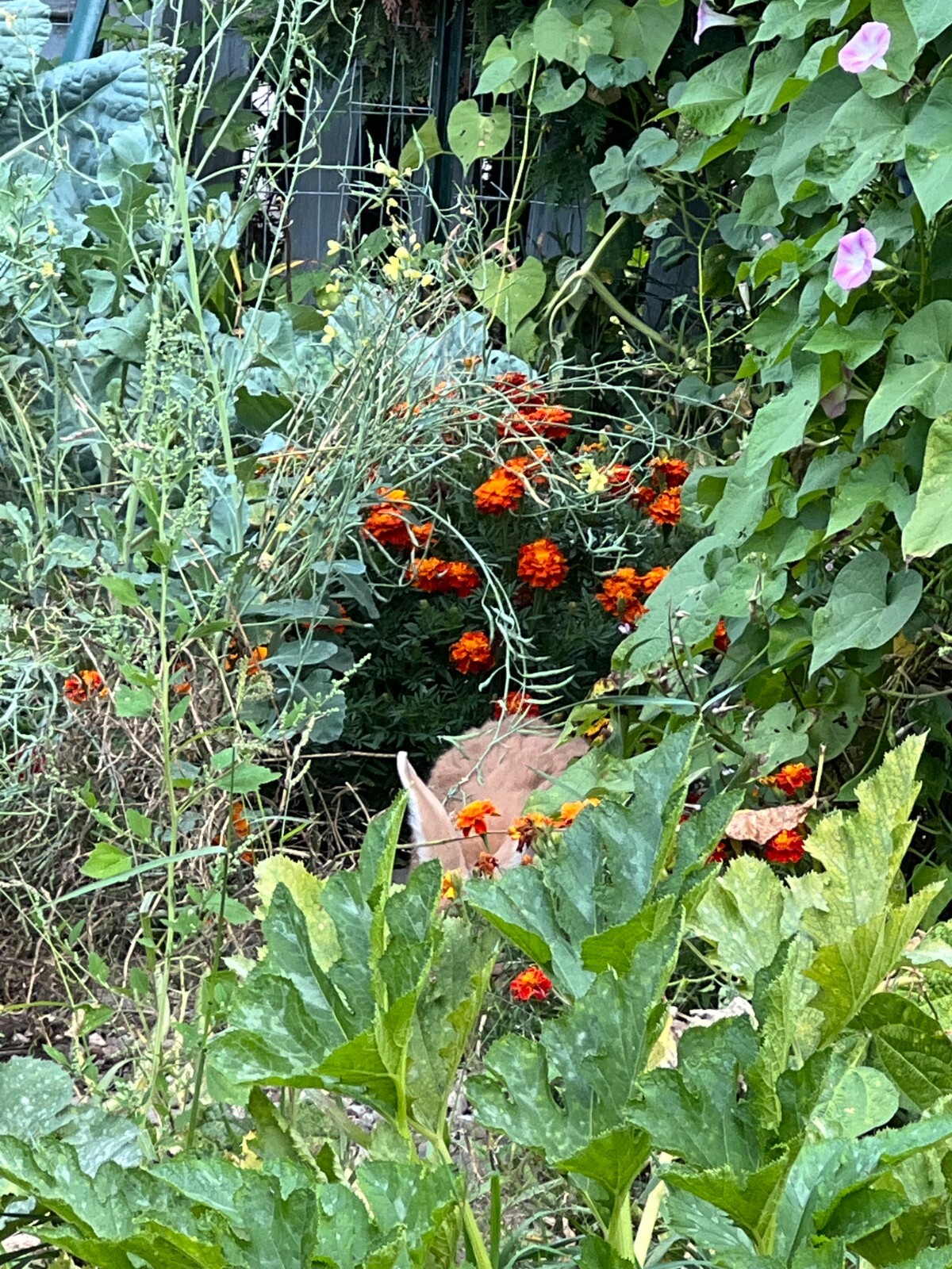 Red Spark French Marigold Mix Seeds – NON-GMO – Free Shipping