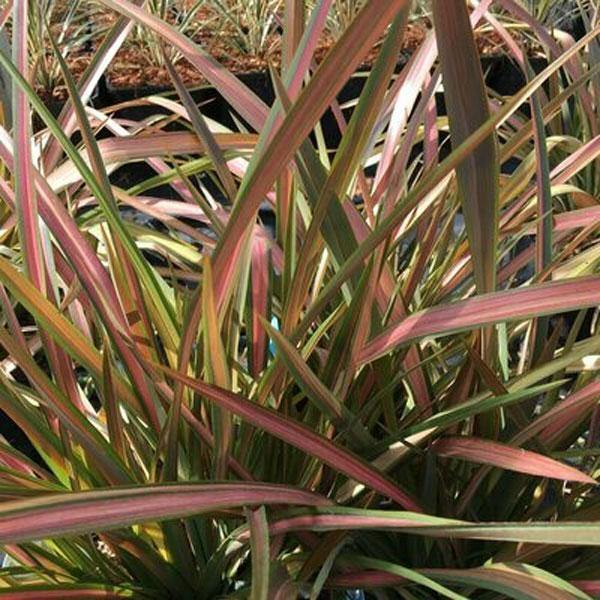 Phormium tenax | Rainbow Stripes | Flax | 20 Seeds