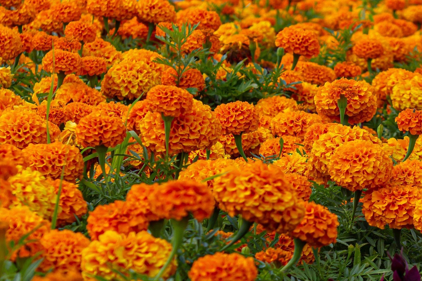 250 AFRICAN MARIGOLD CRACKERJACK Mixed Color Tagetes Erecta Flower Seeds *CombSH