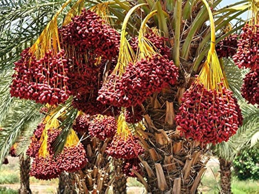 50 Medjool date seeds