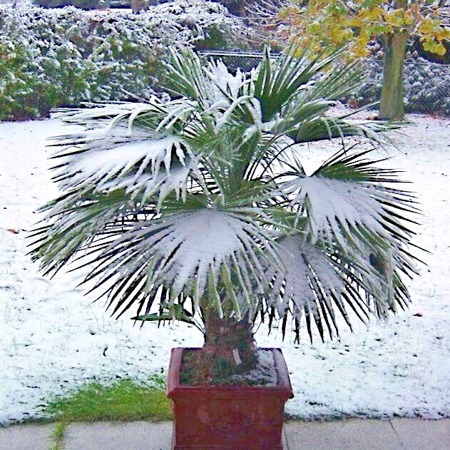 10 WINDMILL FAN PALM Tree Seeds Trachycarpus Fortunei MOST COLD HARDY Palm Plant