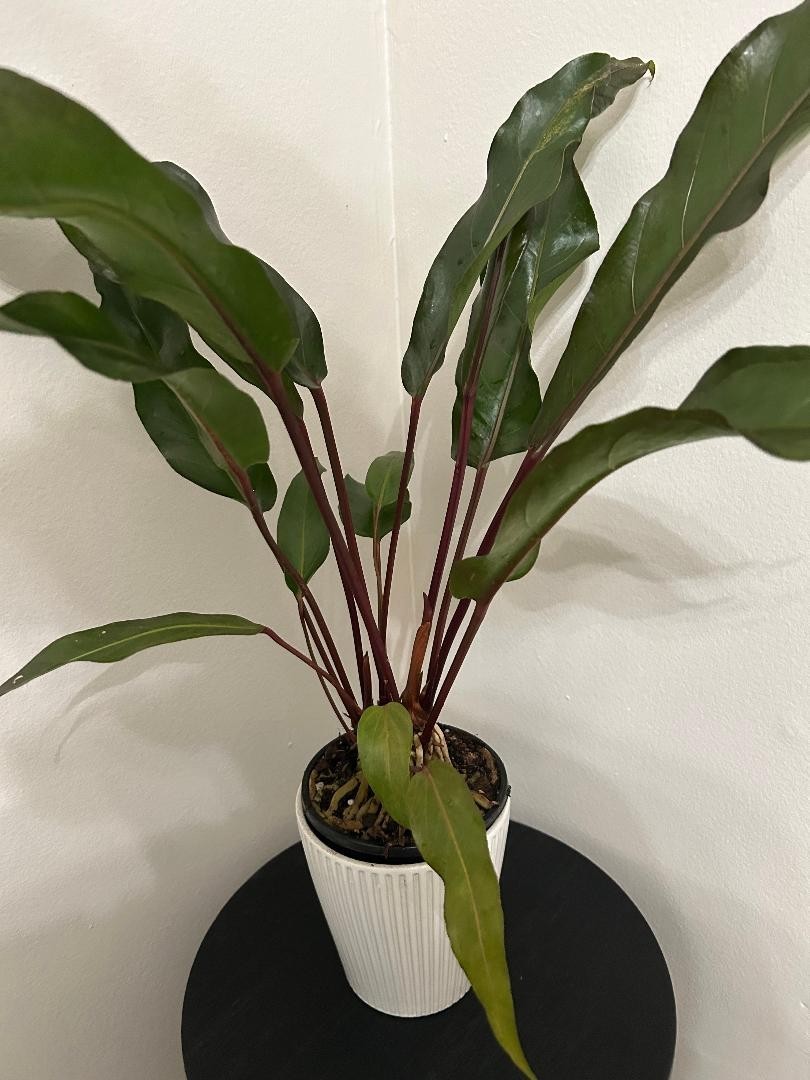 Rare Anthurium Hookeri super black mutant- purple black leaves-actual plant