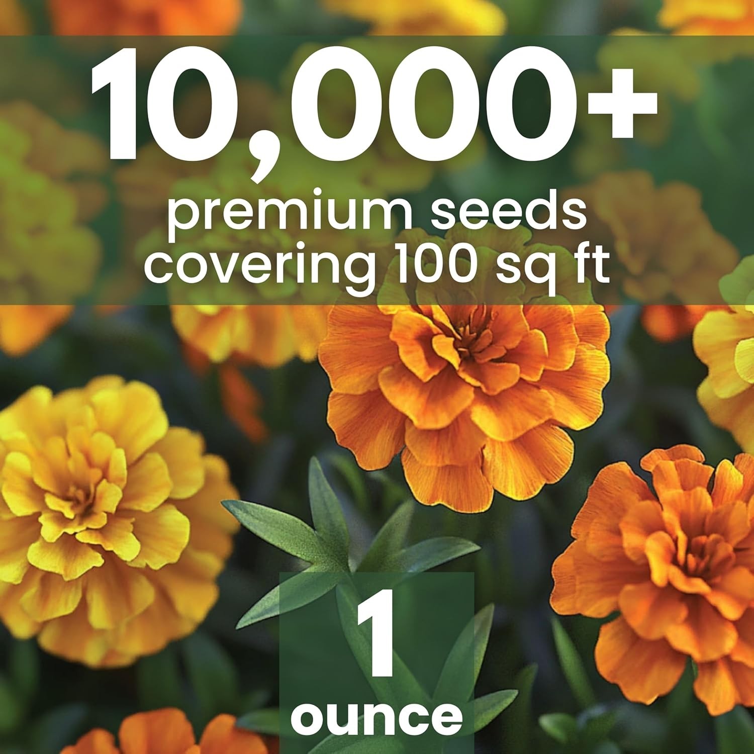 African Marigold Crackerjack Seeds 1 Ounce Pack 10,000 Flower Seeds for Planting