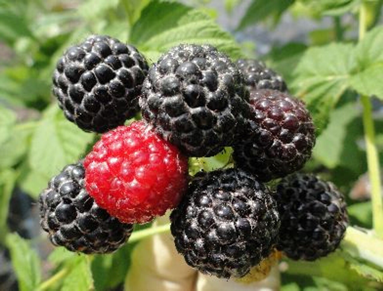 1 plant of “Black Delicious” a new Black Raspberry Rubus occidentallis