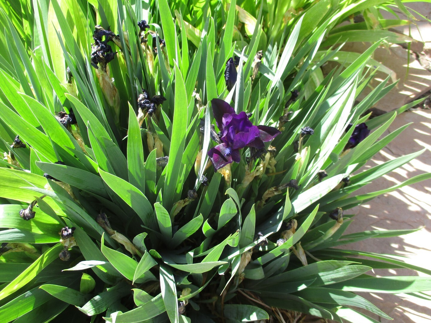 Siberian Iris Dark Purple