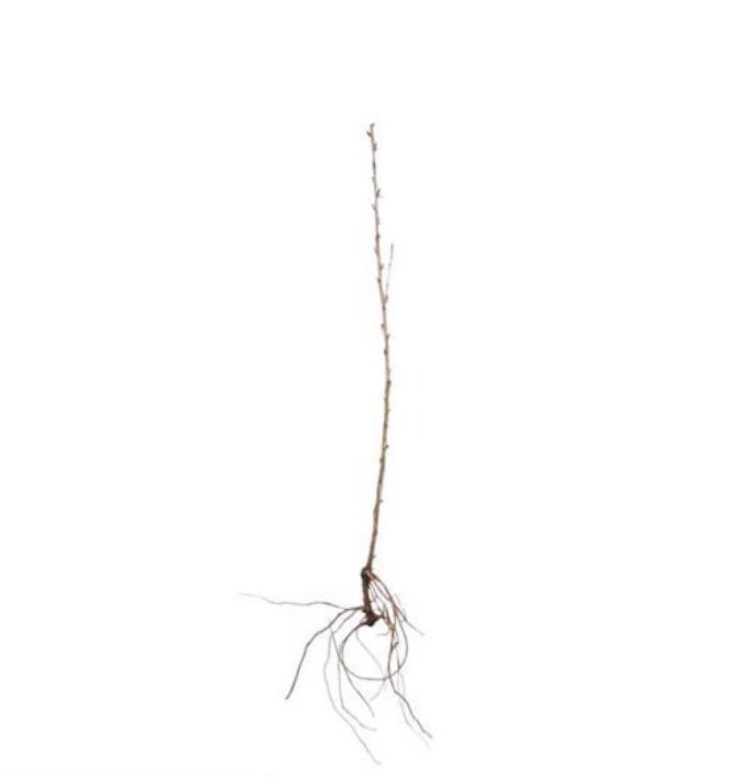 Captivator Red Gooseberry Plant well rooted starter plant 6-12 inches tall