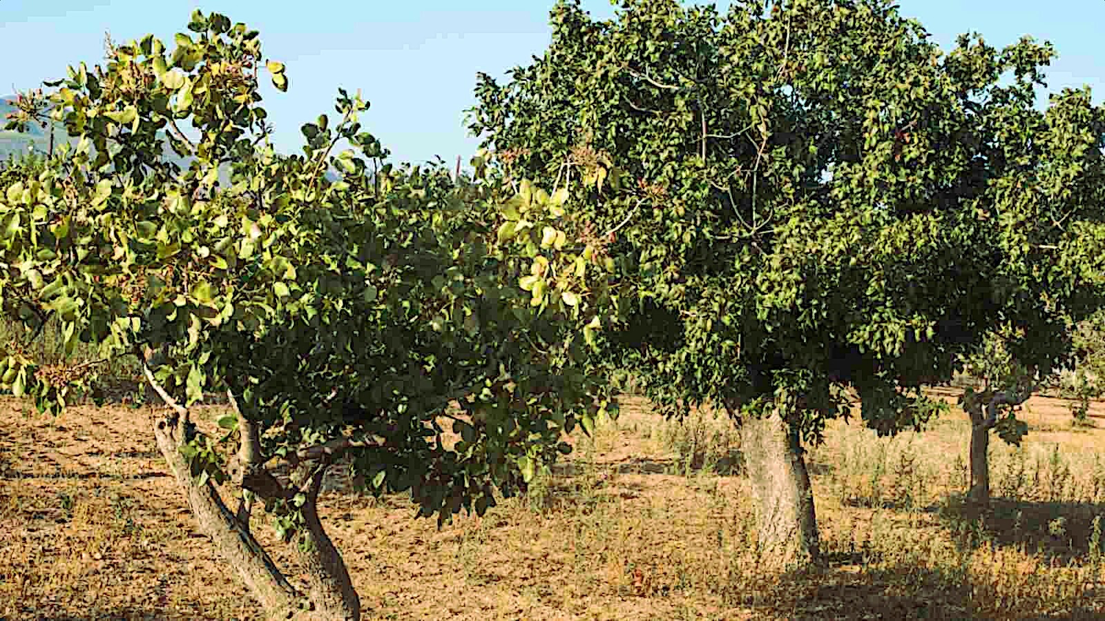 Pistachio Nut Tree Seeds (Pistacia vera) Hardy-Zone 7 Edible Garden Plant
