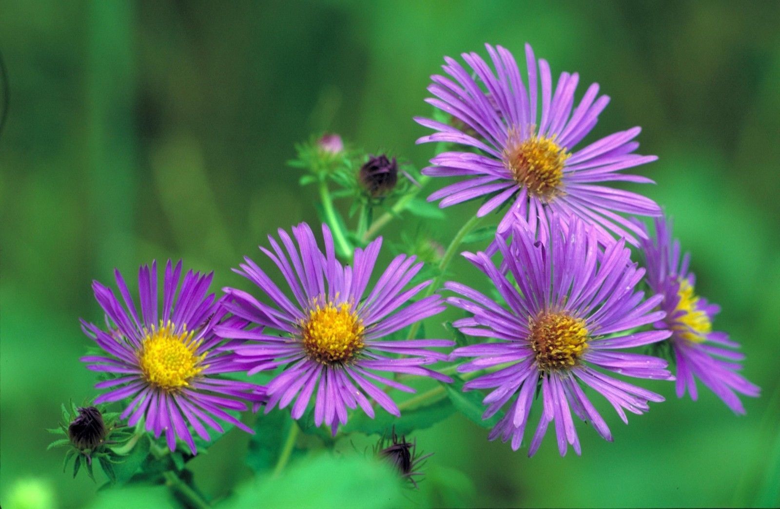 BULK Wildflower Seeds PURPLE Tahoka Daisy Heirloom Heat Sun Tolerant Native