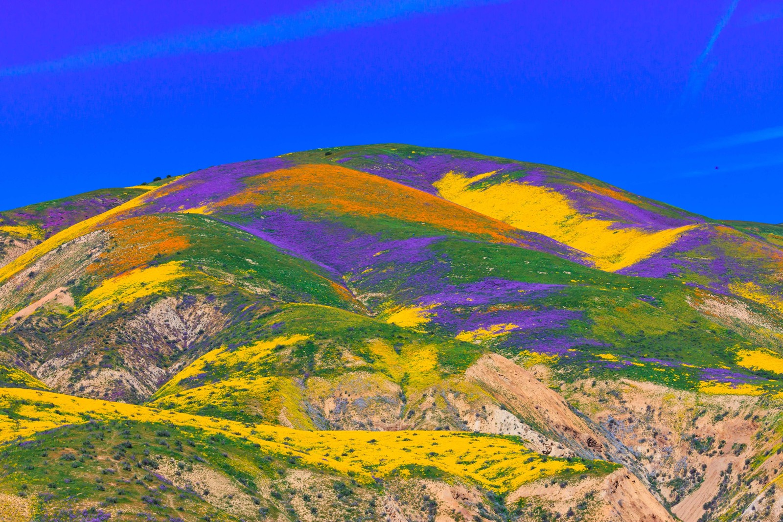 1000 MIXED Colors CALIFORNIA POPPY Eschscholzia Californica Flower Seeds