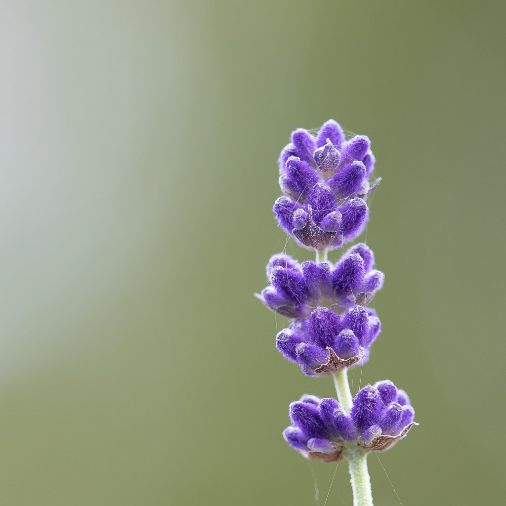 1200+ LAVENDER VERA SEEDS AUTUMN MOSQUITO INSECT REPELLENT PERENNIAL NON-GMO USA