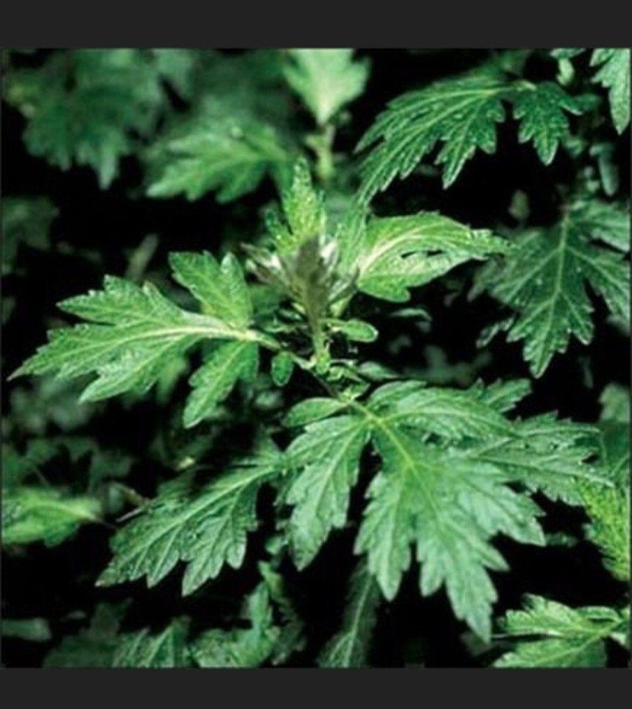 Mugwort (Artemisia vulgaris) SEEDS