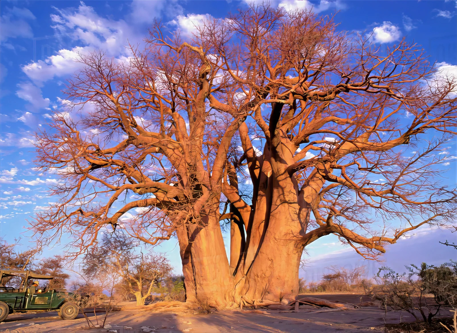 5 Baobab Seeds Adansonia digitata “Tree of Life” Rare Monkey Bread Bonsai Plant