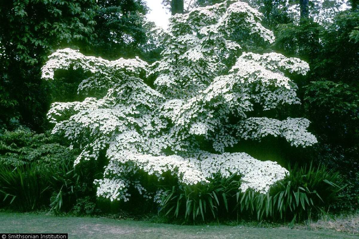 1-1000 PCS Chinese Dogwood Tree Seeds Cornus Kousa Chinensis White Flower 0143