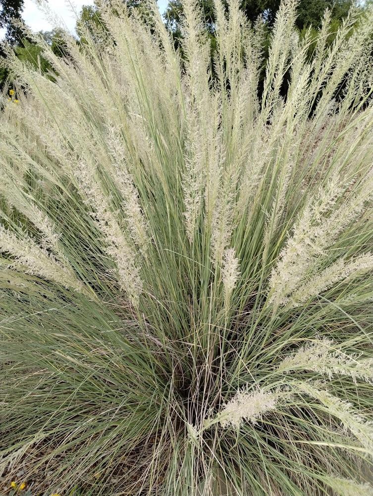 Muhly Grass Muhlenbergia Lindheimer Seeds Free Shipping!