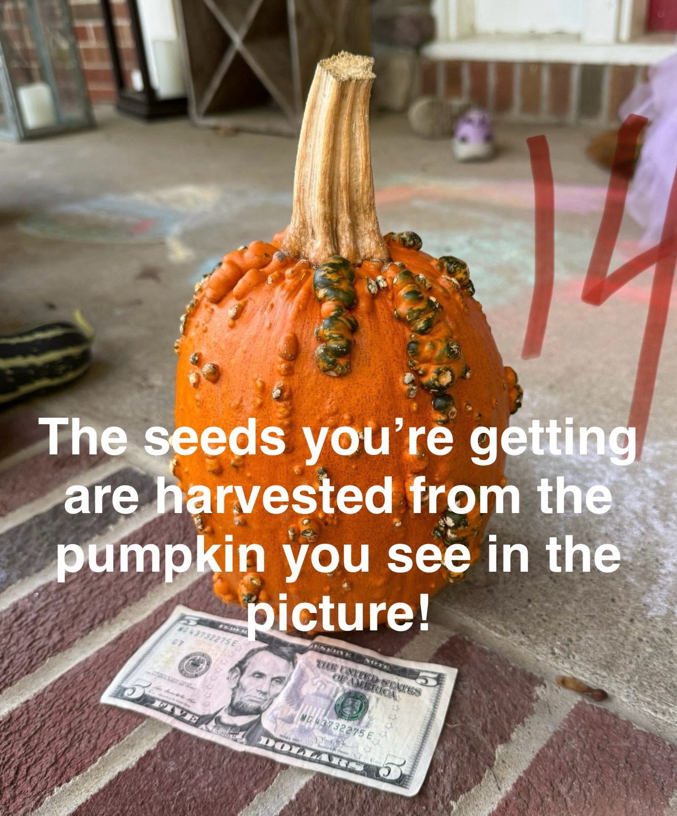 Seeds #14: Warty Goblin Orange/Green Pumpkin. Bumpy (10 ct)