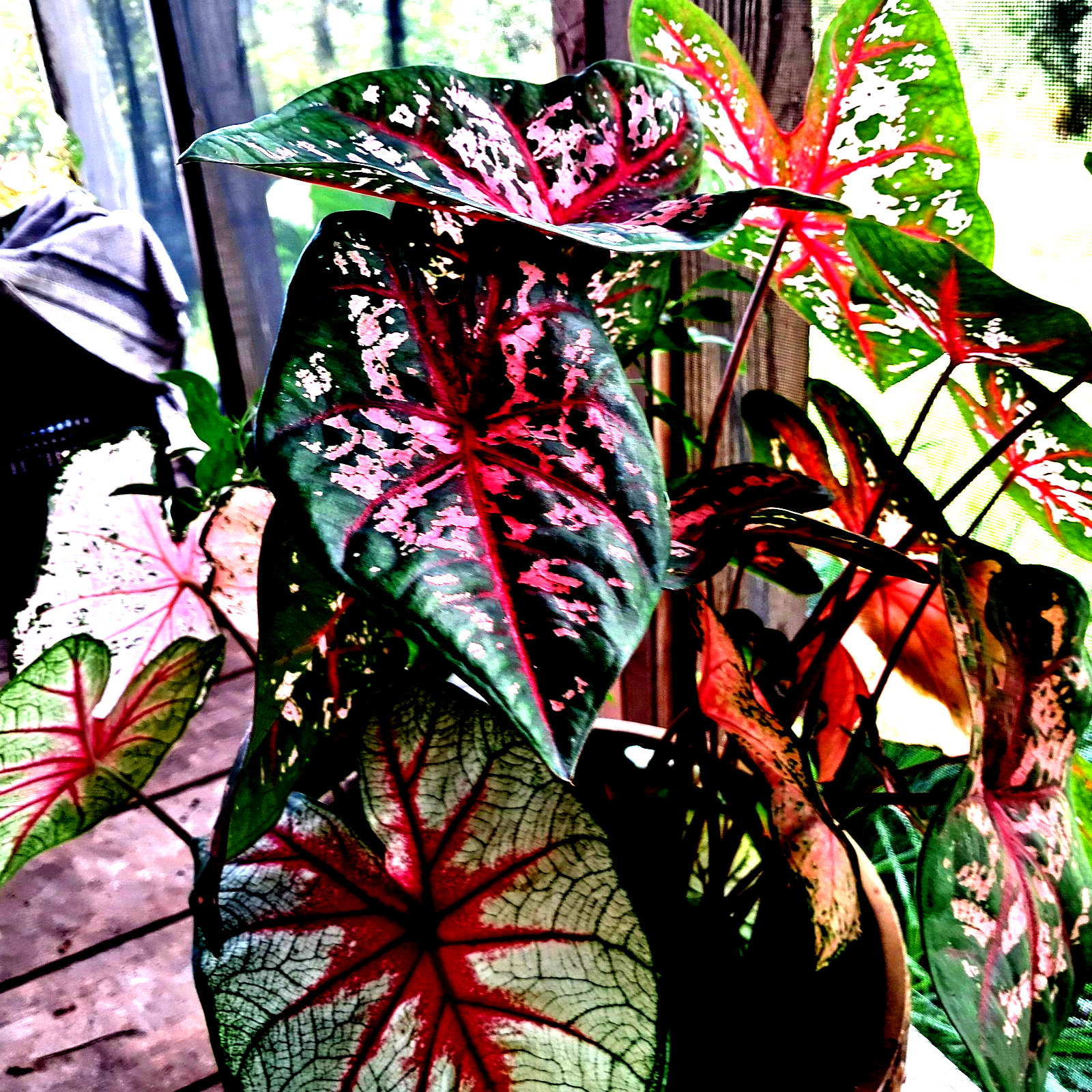 Caladium Bulbs for Planting , Mix 24 Bulbs Multi Colors from Florida