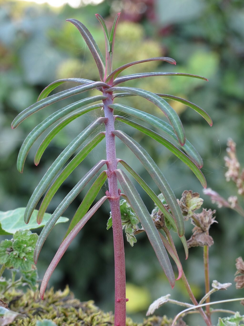 10+ GOPHER SPURGE Seeds, Euphorbia lathyris, Mole Plant *Free USA Shipping!*