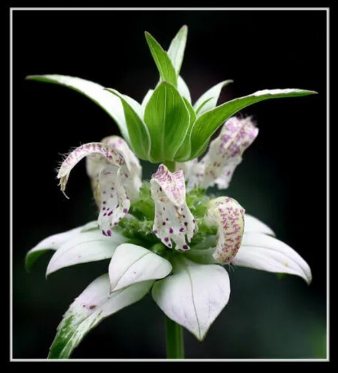 20+ beebalm, SPOTTED BEE BALM seeds RARE PERENNIAL white flower