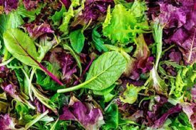 Premium Gourmet Mesclun Leaf Lettuce Mix – Fresh Organic Heirloom Seeds. Awesome