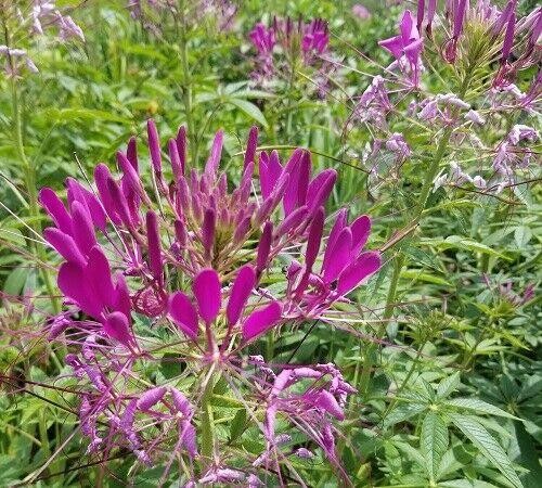 CLEOME Spider Flower Seeds 300+ Mixed Colors Pink, White, Purple Easy to Grow
