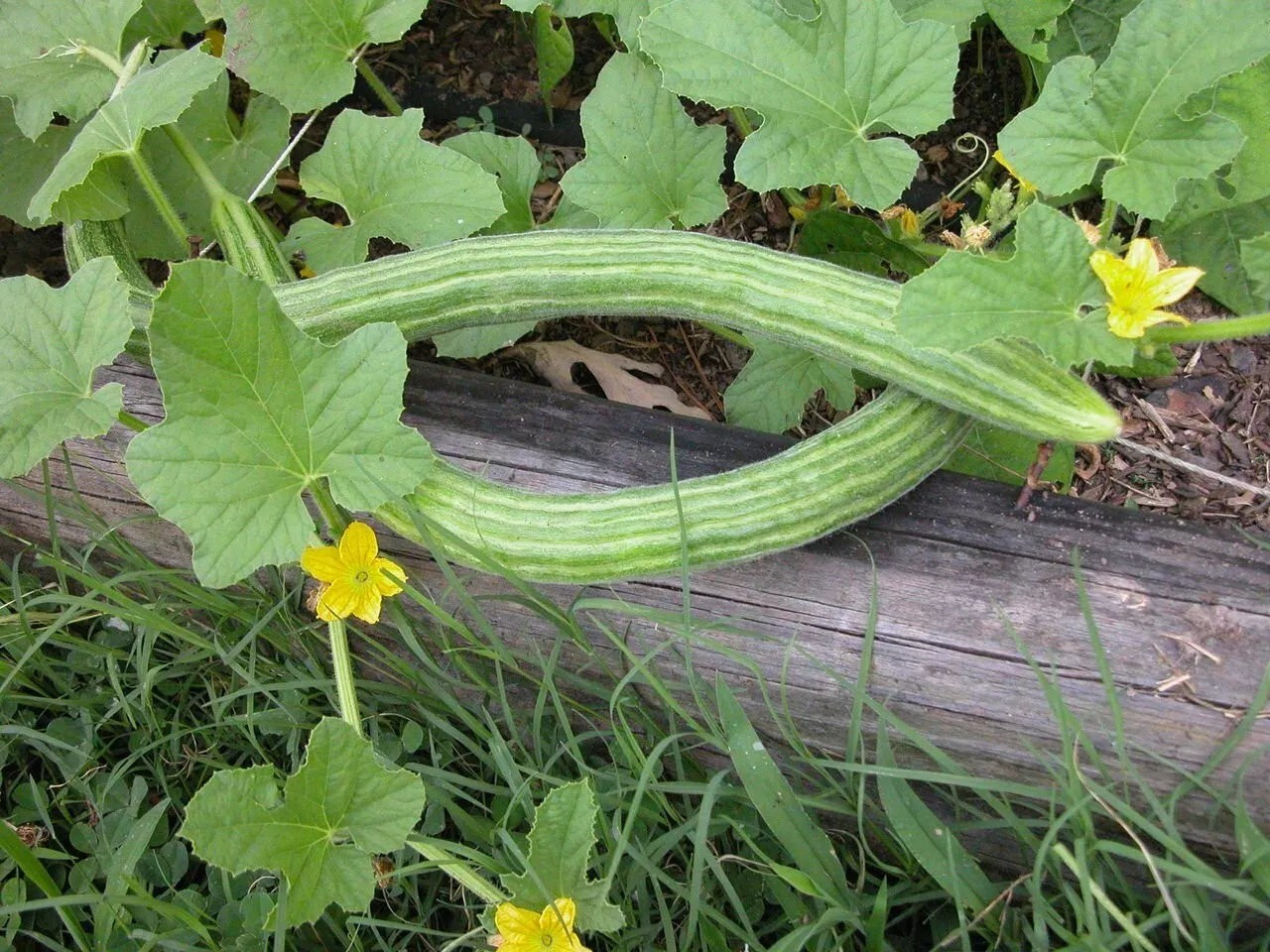 100+ Armenian Yard Long Cucumber Seeds – Non GMO – ORGANIC – HEIRLOOM — FRESH