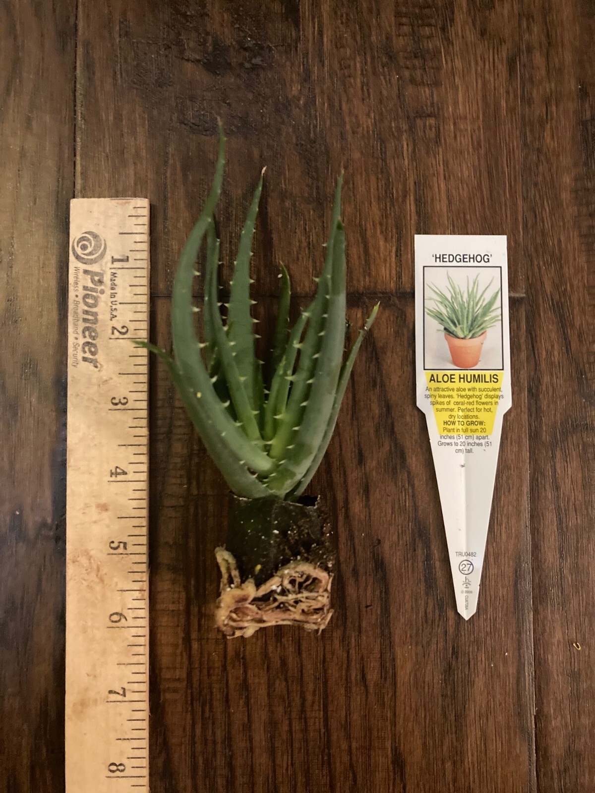 Hedgehog Aloe (Aloe humilis x ‘Hedgehog’) – 1 Plant- 2-4 in – Beautiful Pup/Plug