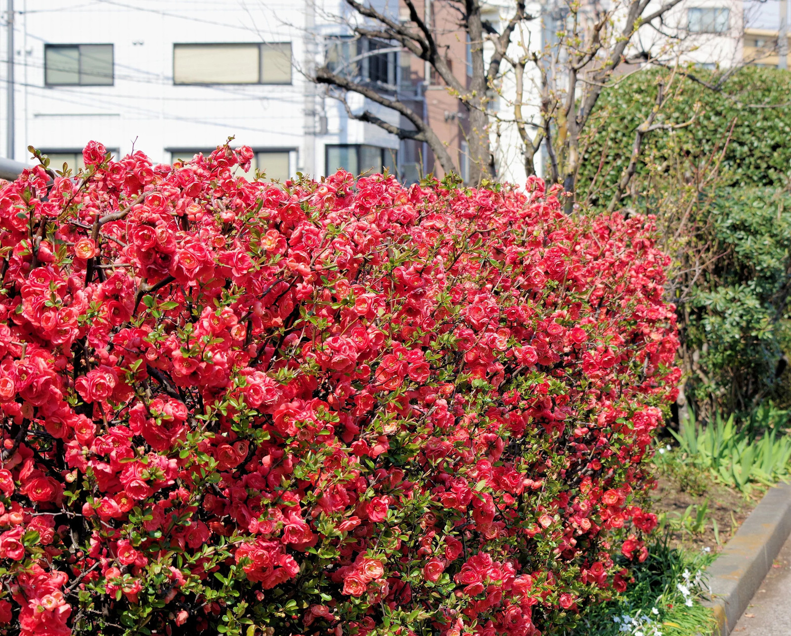30 FLOWERING QUINCE Fruit Shrub Seeds Pink Red White Orange Chaenomeles Speciosa