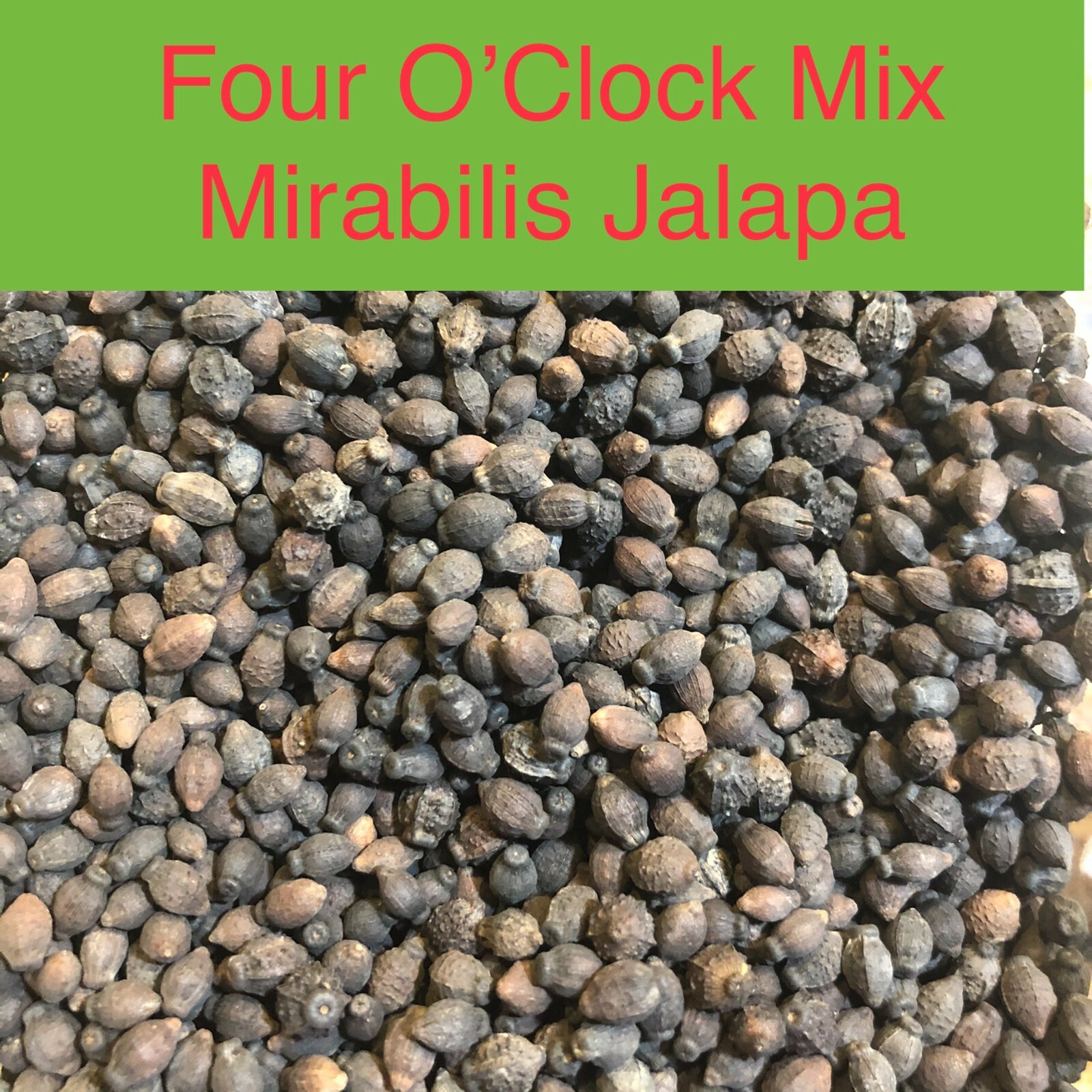 Four O’Clock BROKEN COLORS Annual/Perennial Mirabilis jalapa Non-GMO 25 Seeds!