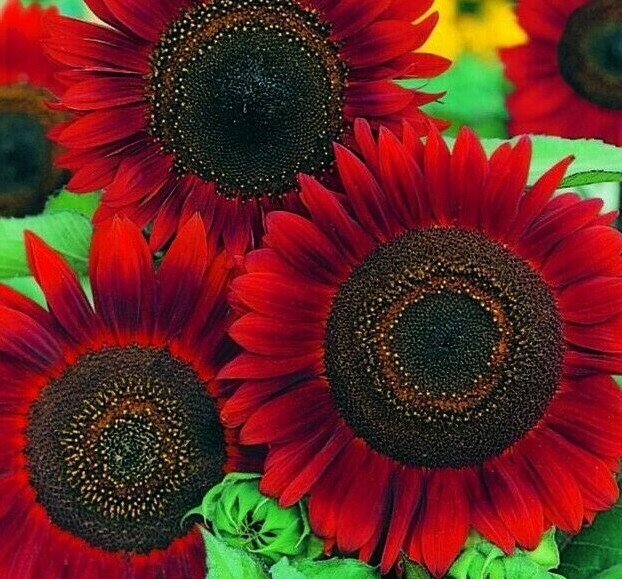 RED SUN SUNFLOWER SEEDS 20+ ANNUAL flowers GARDEN bees BIRDS Free Shipping