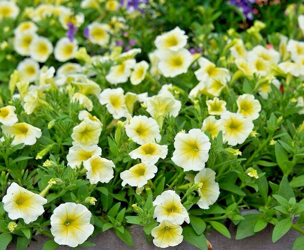 Petunia Prism Sunshine Pelleted Seeds, Attracts Butterflies, FREE SHIPPING