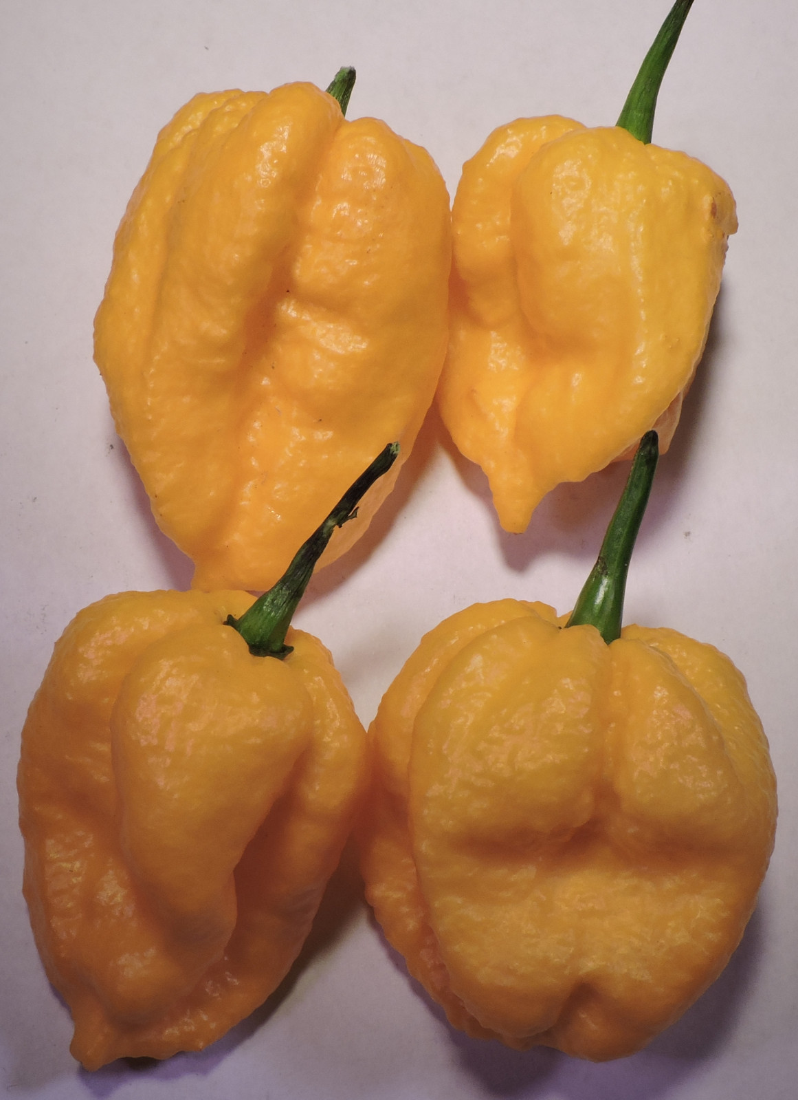 Rare Superhot Pepper Seeds Including Trinidad Scorpion CARDI & 7 Pot Douglah