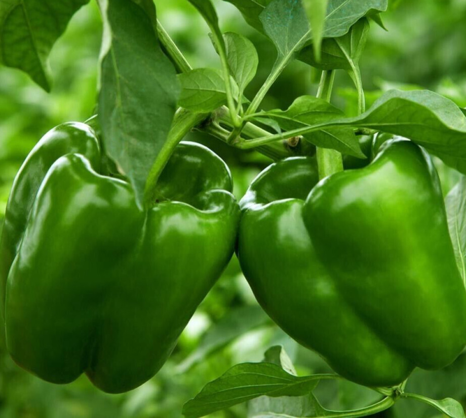 EMERALD GIANT BELL PEPPER SEEDS 50+ sweet GREEN vegetable GARDEN CAPSICUM ANNUUM