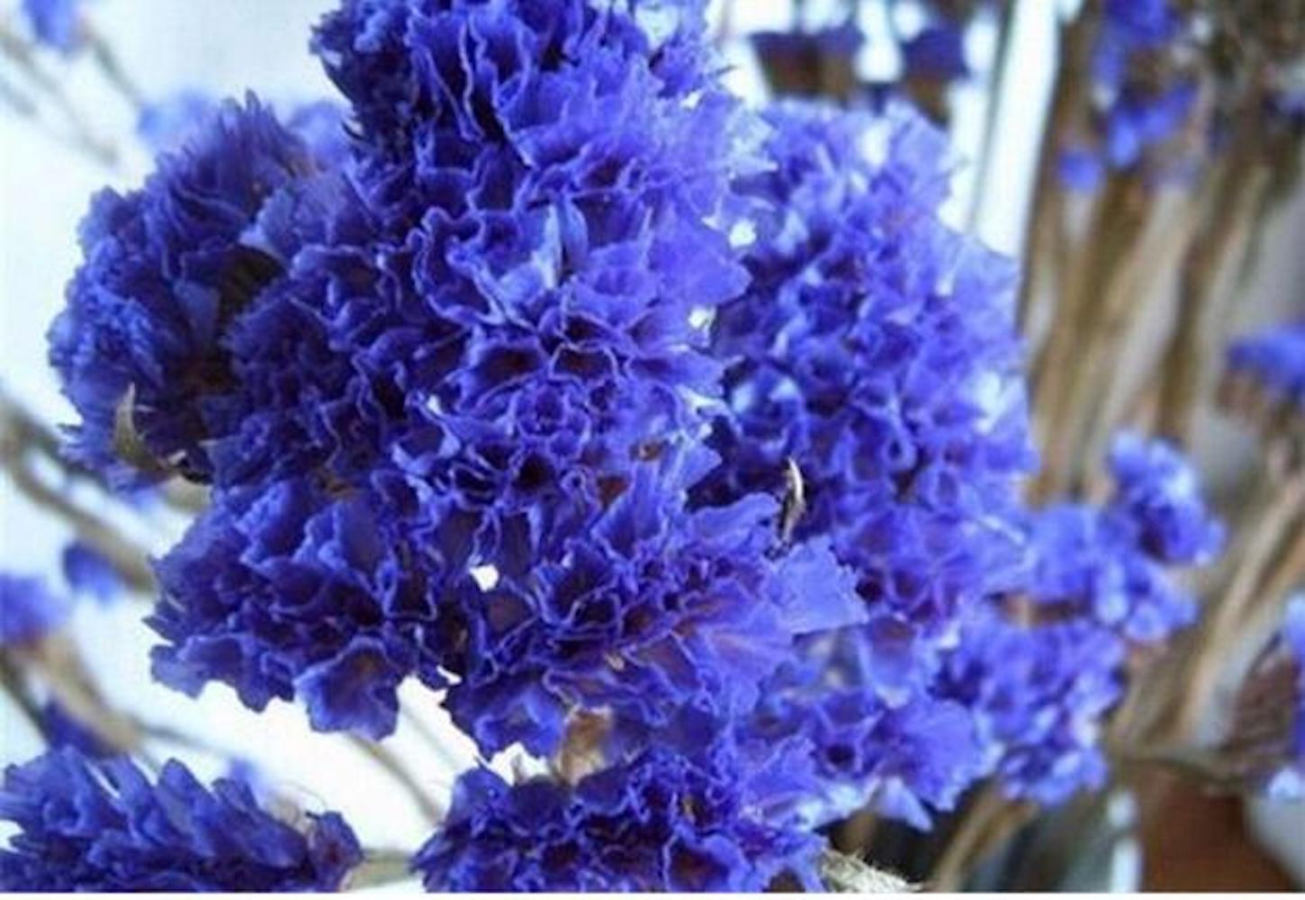 25pc CRAPE/CREPE MYRTLE SEEDS Garden Plant Flower Bloom USA seller FREE shipping