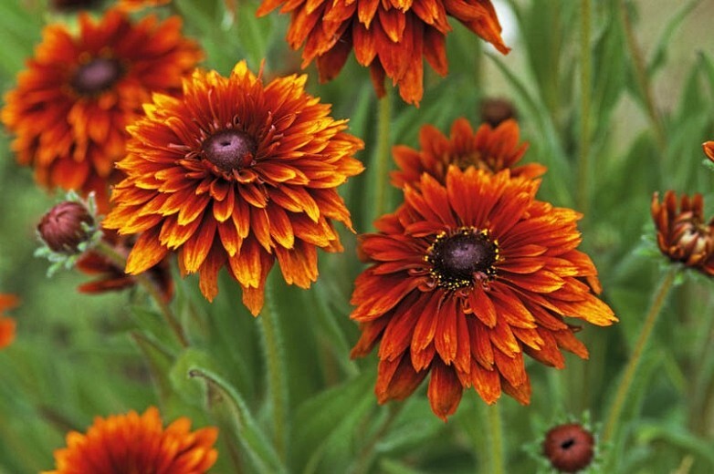 25 Rudbeckia Cherokee Sunset seeds