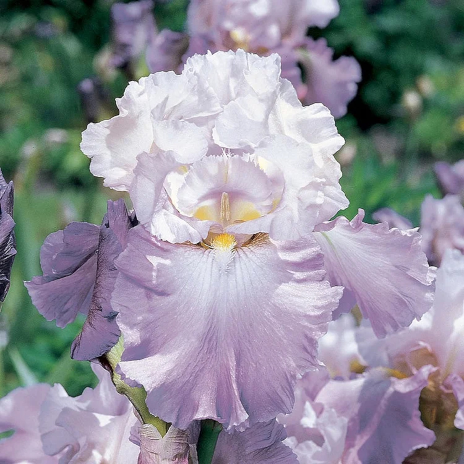 Mixed Color Rare Iris Flower Seeds (30pcs) – Perennial, Iris for Autumn Blooms