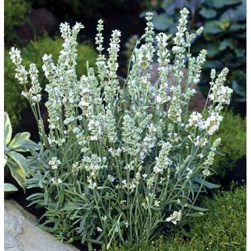 Lavender Seeds Lavandula Ellagance Snow 50 Seeds ( Perennial )