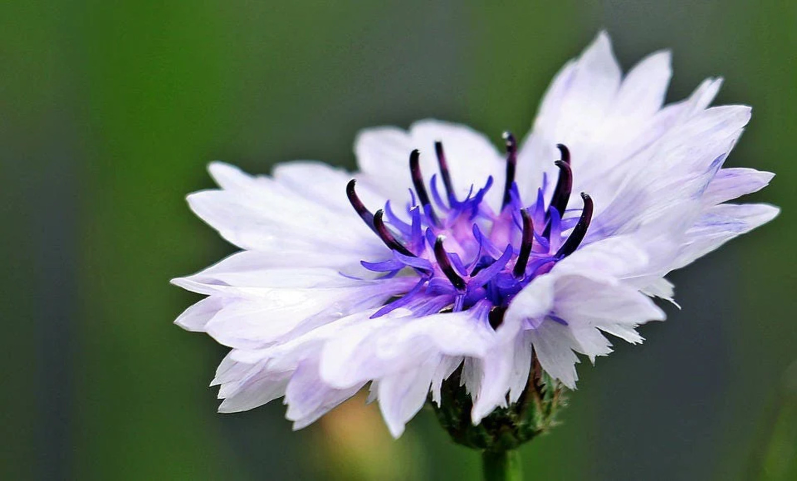 750 White BACHELOR’S BUTTON / CORNFLOWER Centaurea Cyanus Flower Seeds