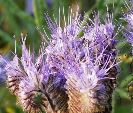 LACY PHACELIA Phacelia Tanacetifolia – 50,000 Bulk Seeds