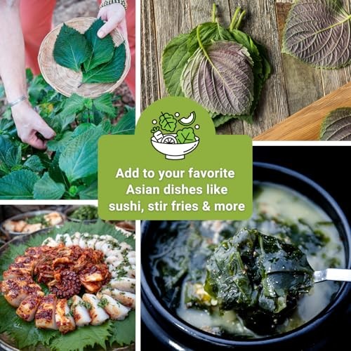 – Shiso Seed Collection for Planting – Includes Green & Purple – Non-GMO