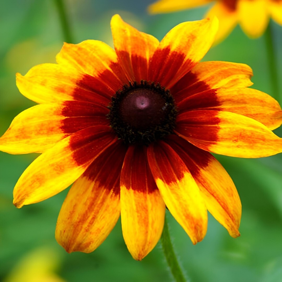 3000+ Gloriosa Daisy Seeds, Black-Eyed Susan, NON-GMO