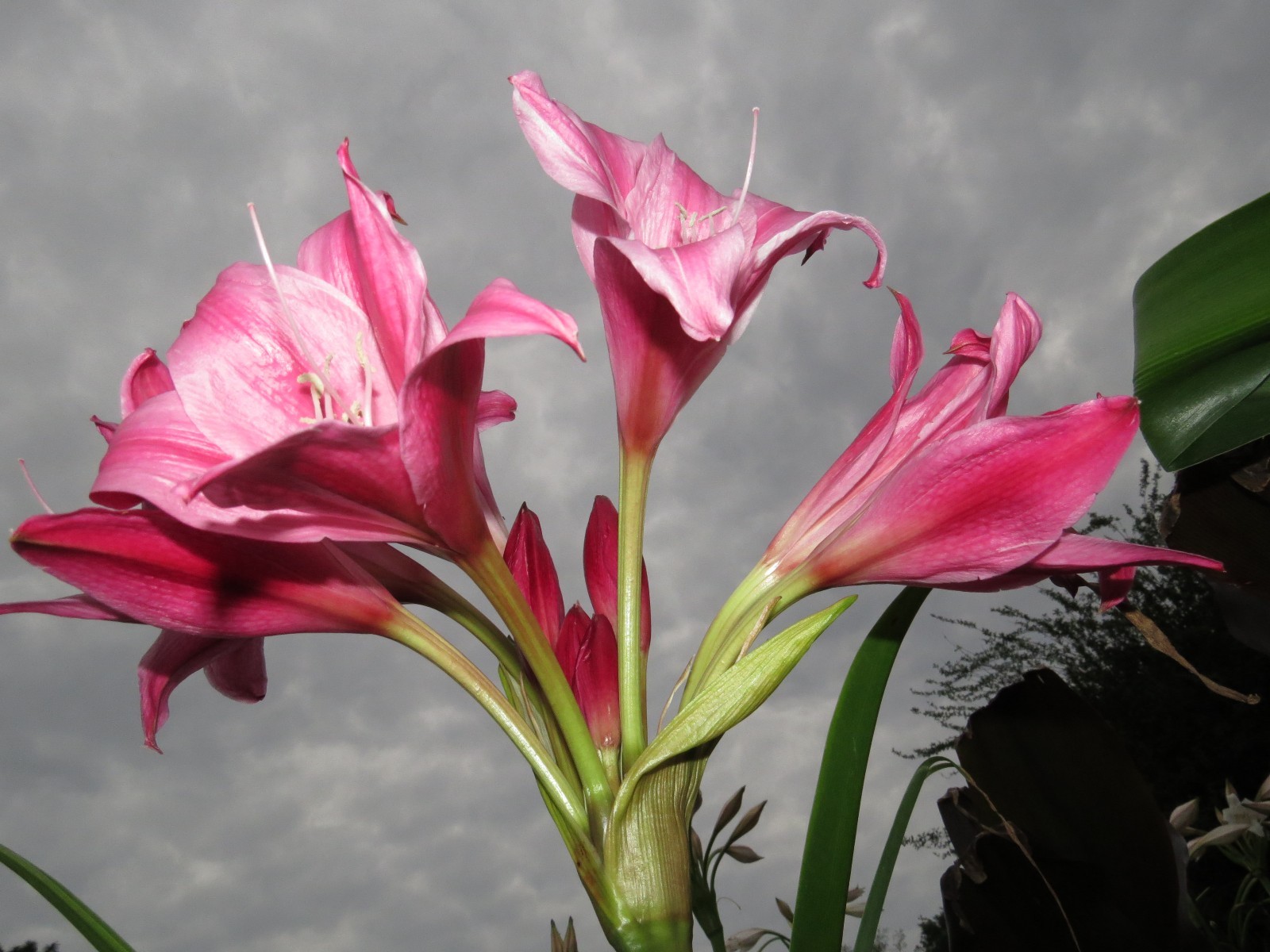 Crinum Lily, Carnival #02, medium-size bulb, NEW, stunning, RARE
