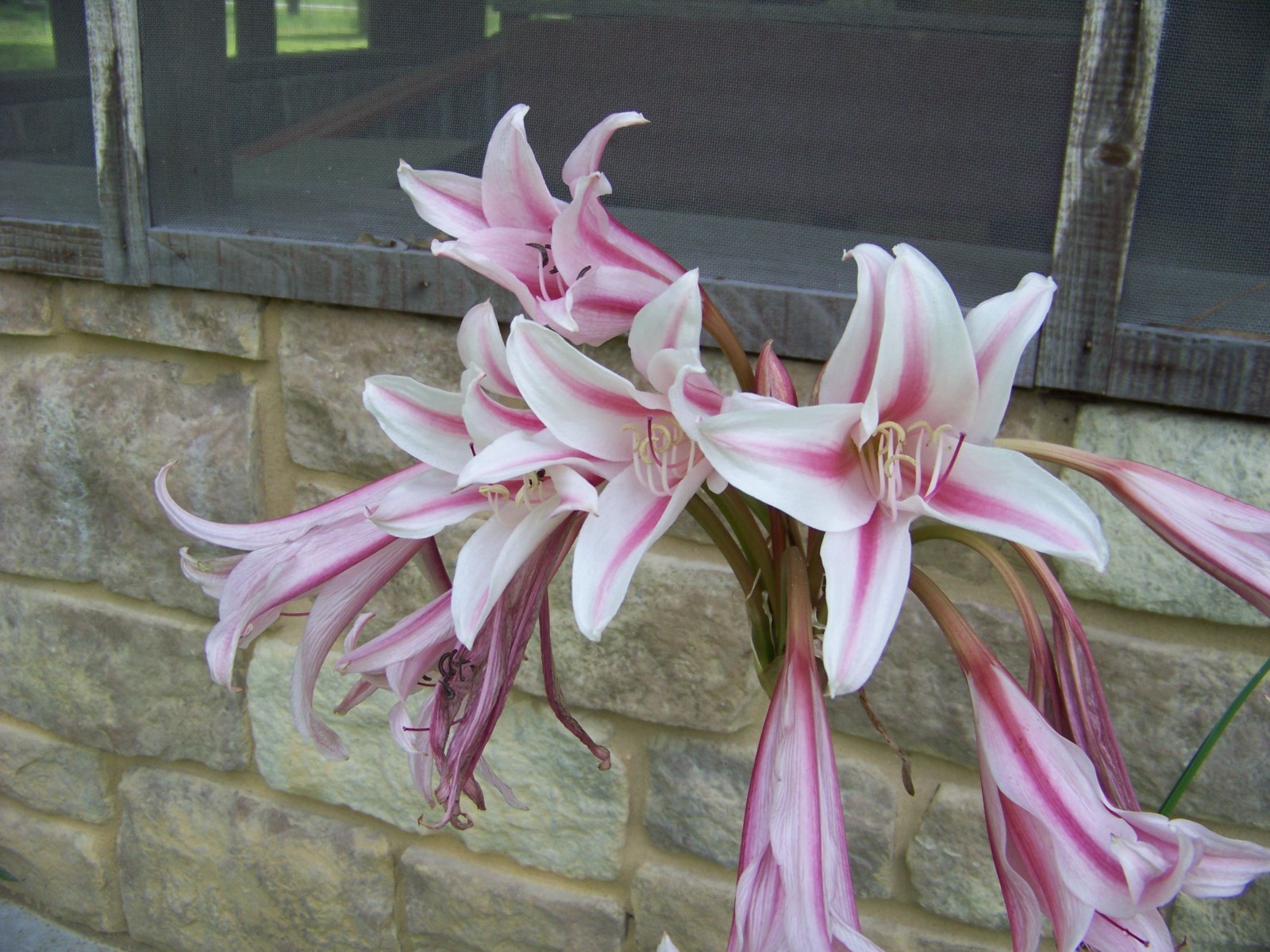 25 Flower Bulbs – Amaryllis, Daylilies, Crinum lilies, Iris, Gladiolus, & More