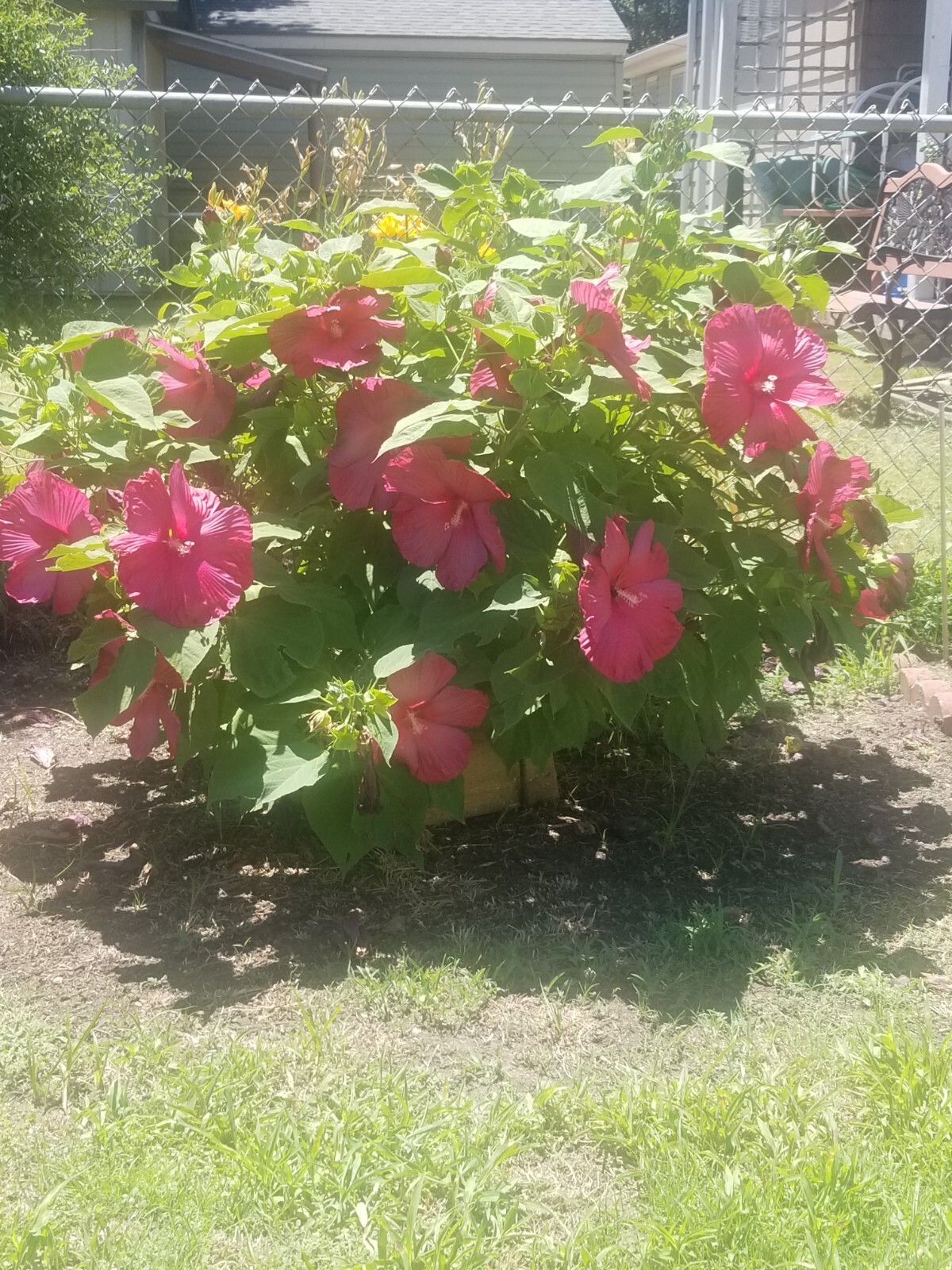Luna Red Hardy Hibiscus PRE-STRATIFIED 25 Seeds Free Shipping.